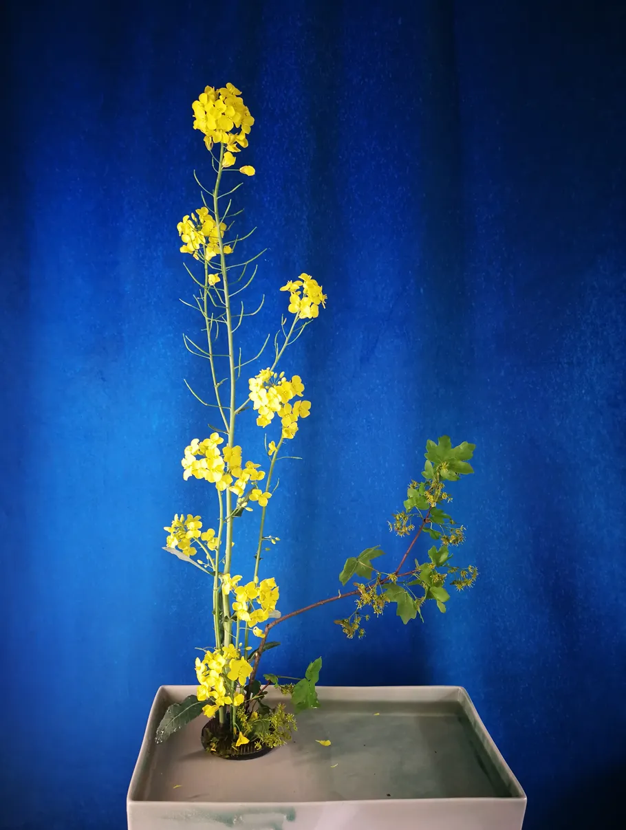 Yellow flowers arranged in a pot, blue background.