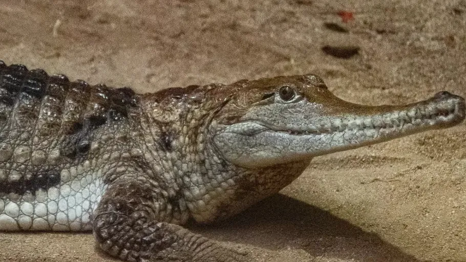 Krokodil ruht auf sandiger Oberfläche.