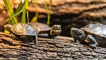 Three turtles resting on a log, surrounded by plants.