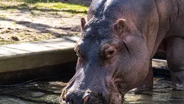 Hippo standing in a shallow water area.