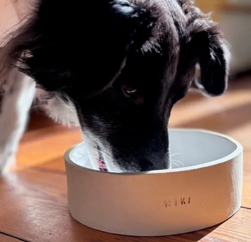 Hund trinkt aus einem personalisierten Napf drinnen.