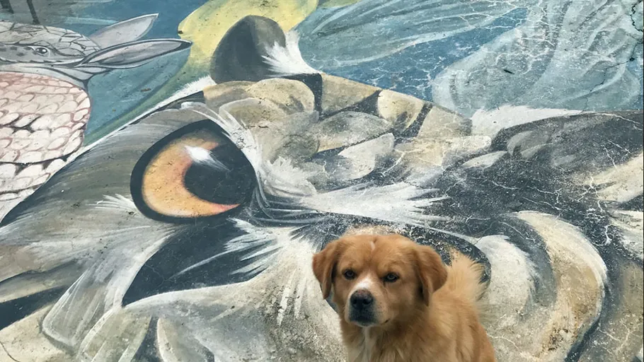 Hund sitzt auf farbenfrohem Straßenbild.
