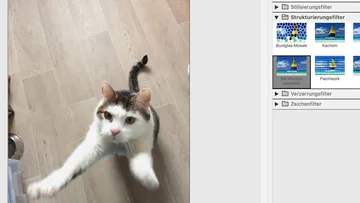 Katze springt auf Holzboden, Grafikfiltermenü.