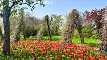 Colorful tulip field with wooden structures.