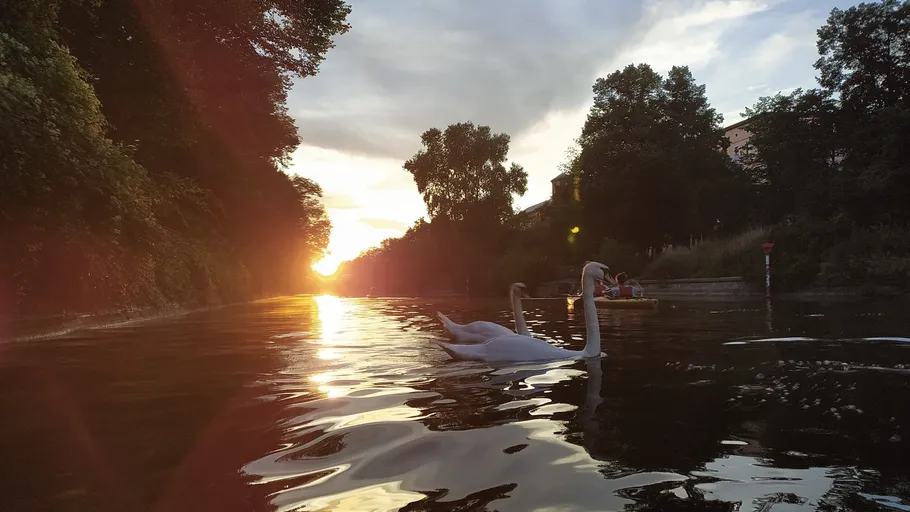 Zwei Schwäne schwimmen in einem sonnenuntergangsbeleuchteten Fluss.