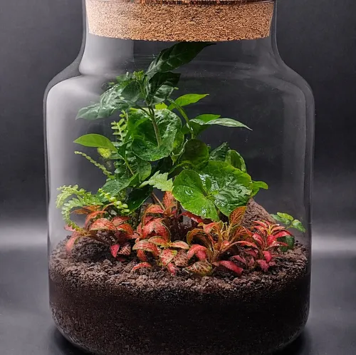 Plant terrarium in a glass jar.