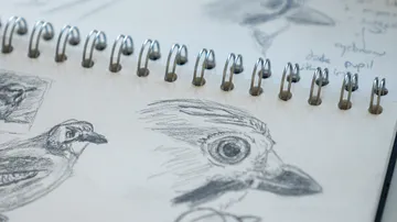 Skizzen von Vogelköpfen im Spiralnotizbuch.