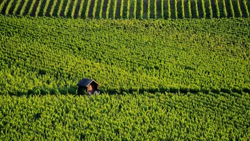 Kleiner Schuppen in weiter Weinberglandschaft.
