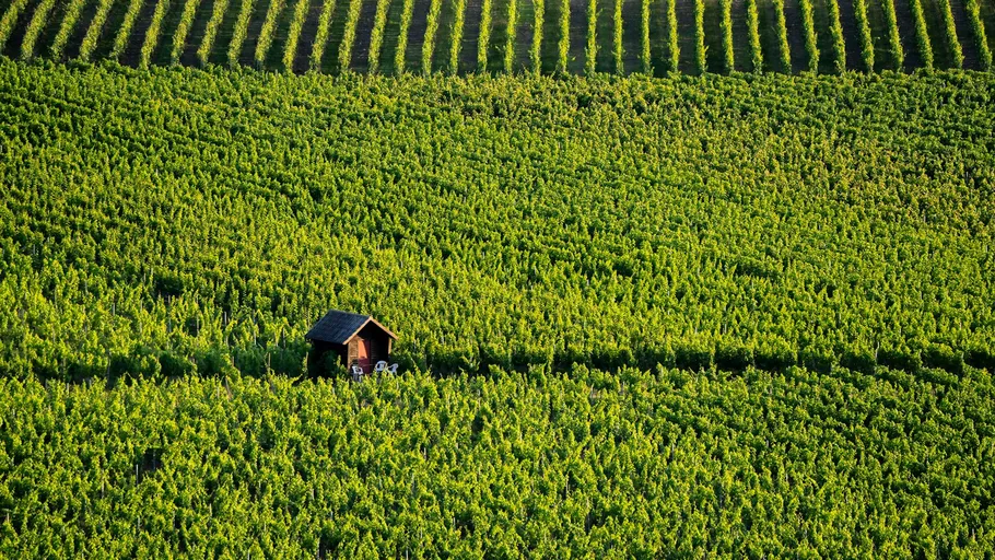 Kleine Hütte inmitten großer grüner Weinrebenreihen.