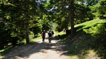 Personen wandern auf einem Waldweg.