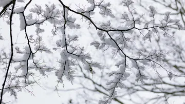 Verschneite Äste vor bewölktem Himmel.