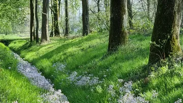 Bäume werfen Schatten auf grasigem Waldweg.