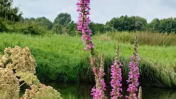 Purple flowers in a green field landscape.