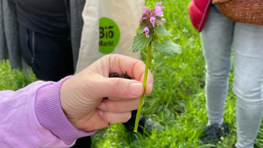 Hand holding purple flower in grassy area.