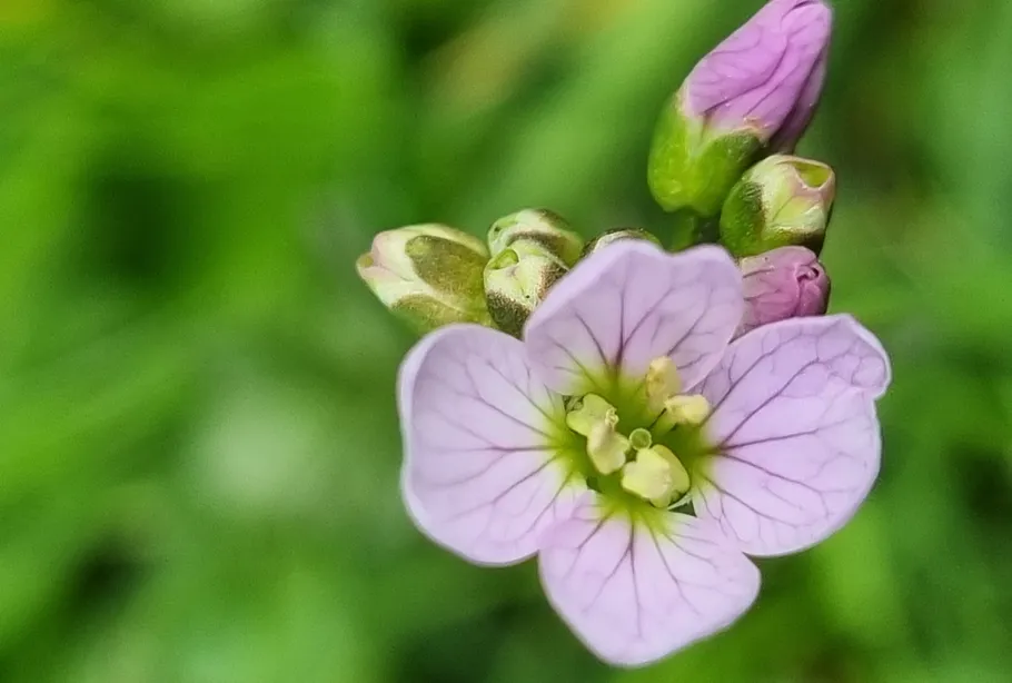 Purple flower blooming among green leaves.