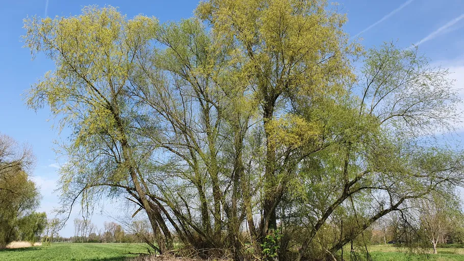 Tall willow tree in a grassy field.