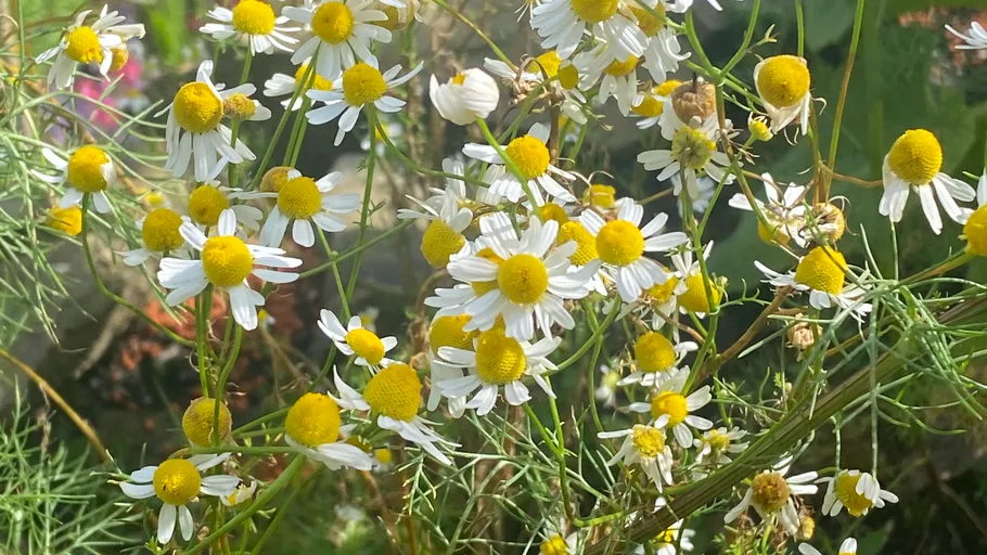 Kamillenblüten blühen im Garten.