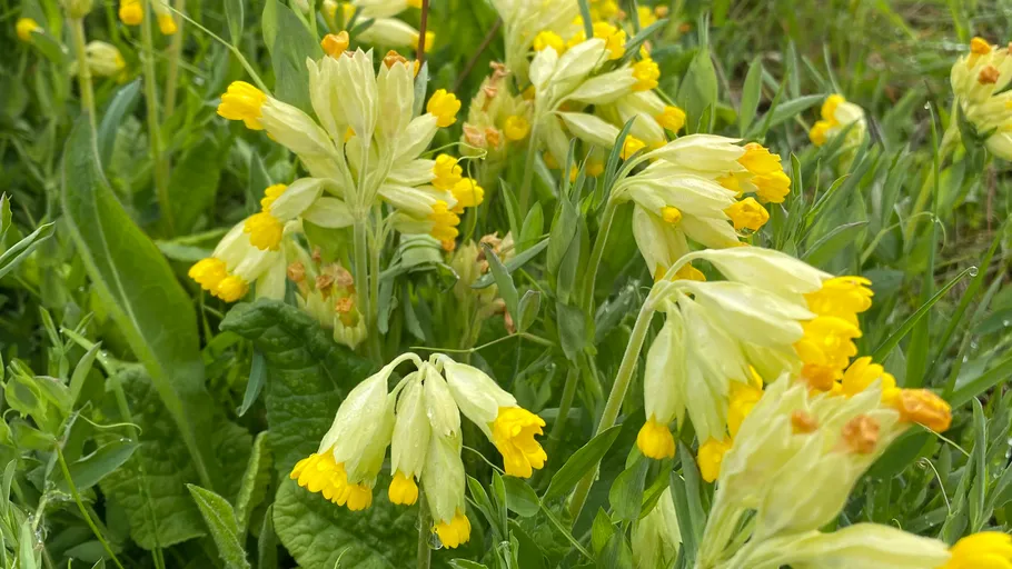 Yellow cowslip flowers blooming in green field.