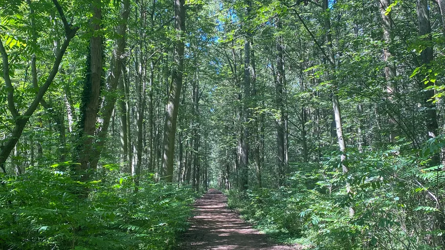 Dirt path through dense green forest trees.
