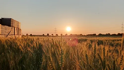 Weizenfeld mit Sonnenuntergang und Kisten in der Nähe.
