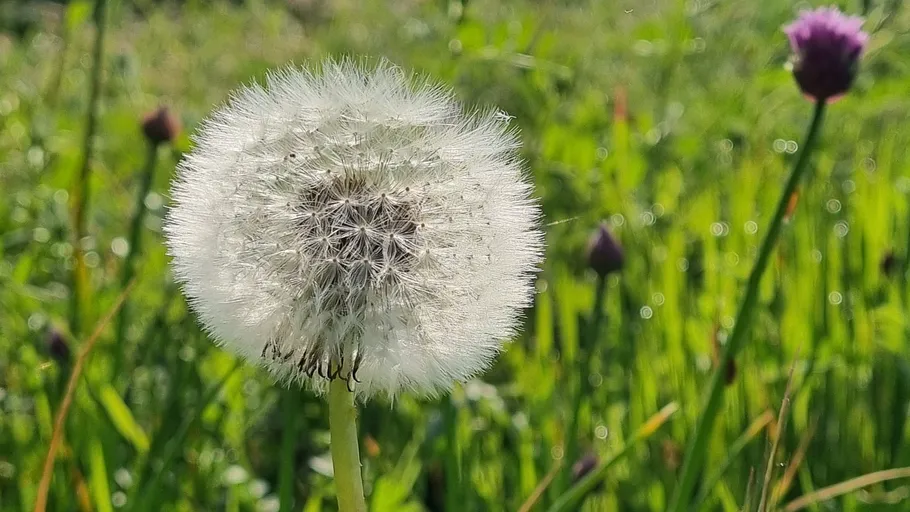 Dandelion seed head in grassy field.