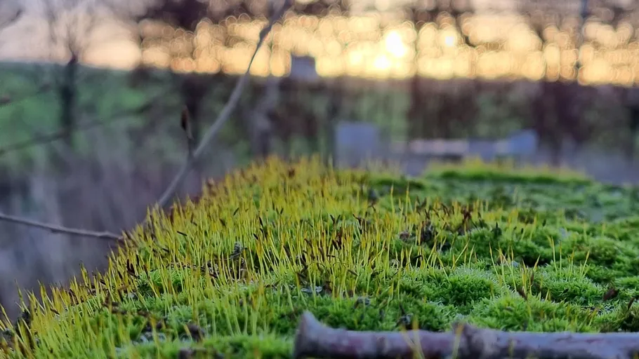 Nahaufnahme von grünem Moos mit unscharfem Sonnenuntergang.