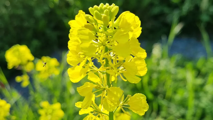 Gelbe Blume blüht im sonnigen Feld.