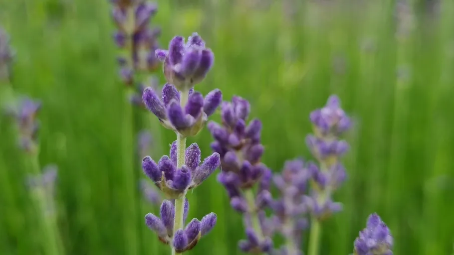 Lavender flowers in a green field.