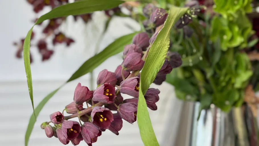 Lila Blumen mit grünen Blättern in einer Vase.