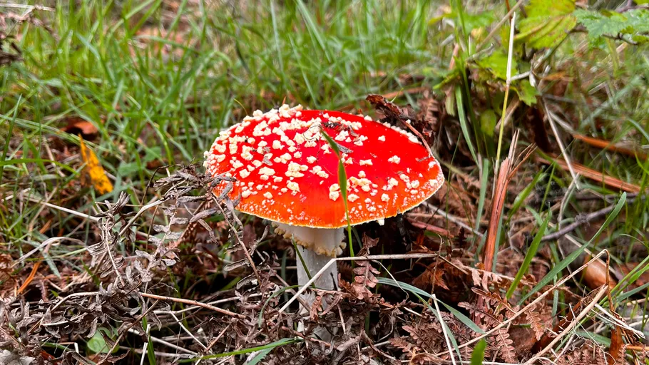 Roter Pilz wächst im Gras.