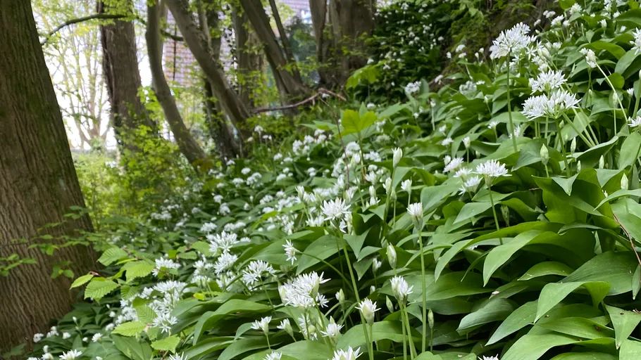 Weiße Bärlauchblüten im Wald.