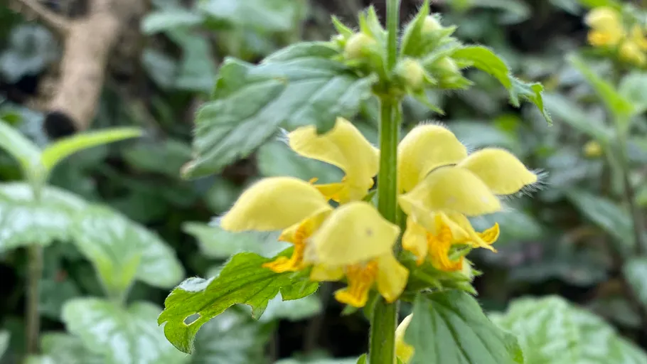 Gelbe Blumen blühen auf einer blättrigen Pflanze.