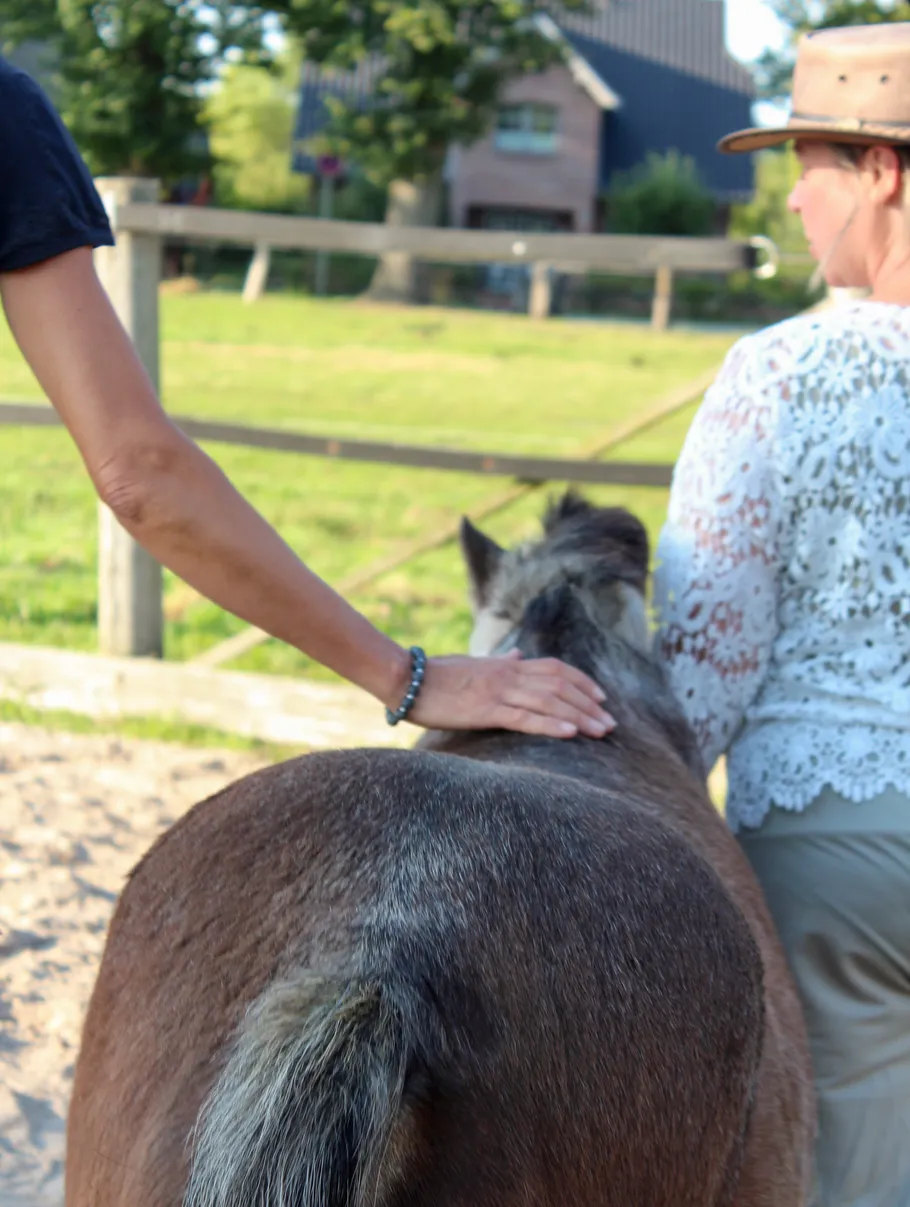 Person petting donkey beside another person outdoors.