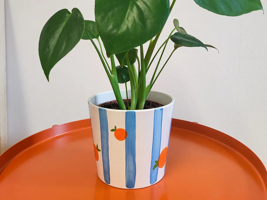 Plant in a decorative pot on orange table.