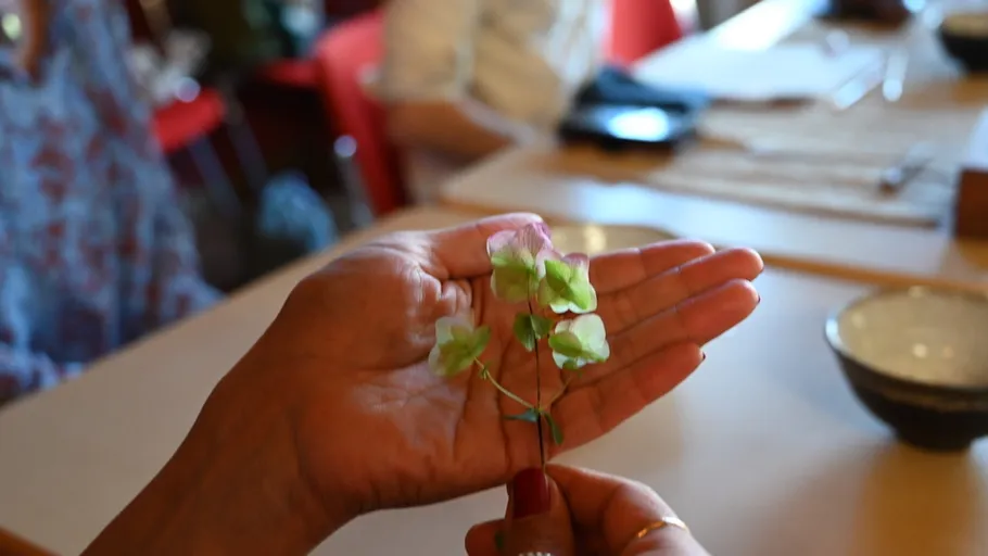 Hands holding small green plant indoors.