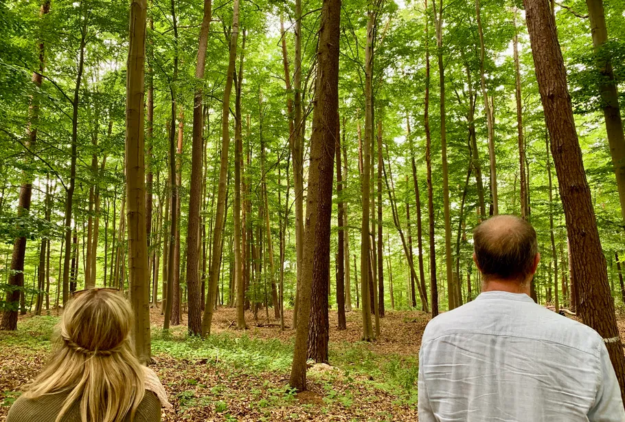 Two people observing tall forest trees.