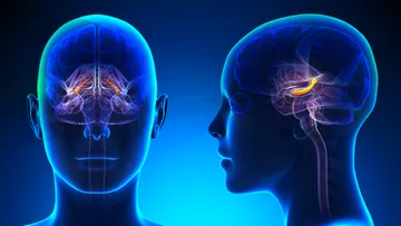 Hippocampus highlighted in two human brain illustrations.
