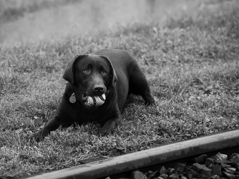 Black dog lying with ball on green grass along tracks.