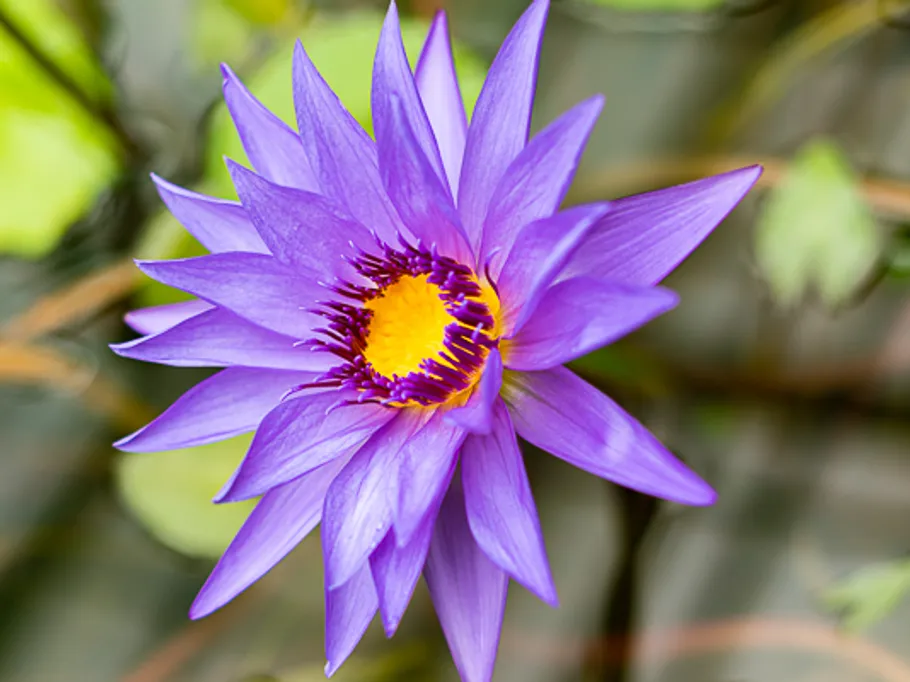 Lila Blüte entfaltet sich vor grünem Hintergrund im Wasser.