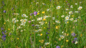 Colorful wildflowers in a green meadow.