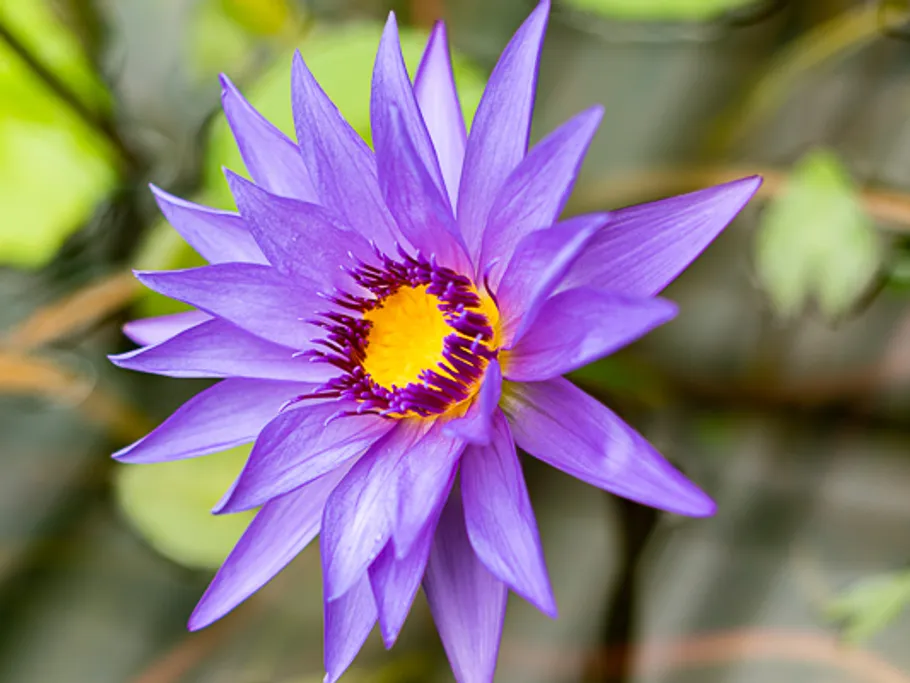 Lila Wasserlilie blüht in einer grünen Umgebung.