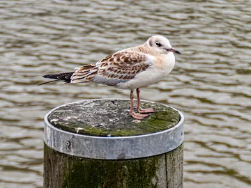Eine Möwe steht auf einem Holzpfosten am Wasser.