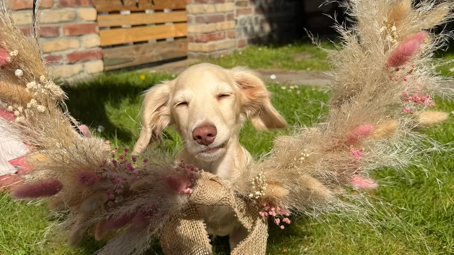 Hund mit geschlossenen Augen, hält Blumenkranz draußen.