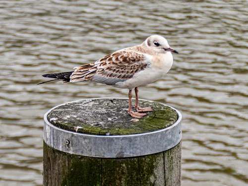 Eine Möwe steht auf einem Holzpfosten am Wasser.