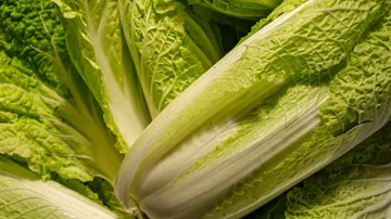 Close-up of fresh Napa cabbage leaves.