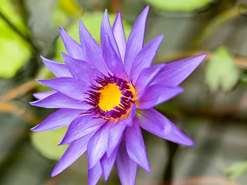 Lila Blüte öffnet sich über grünem Hintergrund in Wasser.