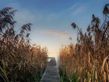 Wooden walkway leads through tall reeds to still water.