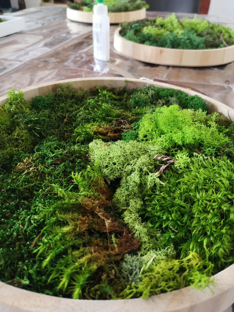 Moosarrangement in runden Holzrahmen auf Tisch.