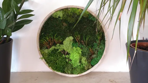 Round moss art surrounded by potted plants.