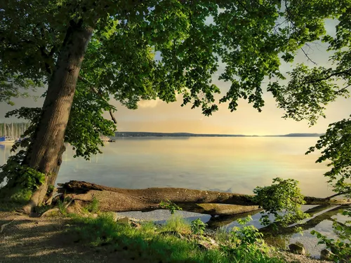 A tree stands by calm water, surrounded by nature.